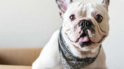 Image article Chien et déménagement : nos 14 conseils anti-stress