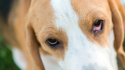 Image article Conjonctivite chez le chien : symptômes, cause, traitement