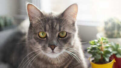 Image article Typhus du chat : symptômes, vaccin, traitement, transmission