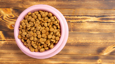 Image article Meilleure croquette chaton en 2025 : que choisir ?