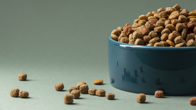 Image article Meilleure croquette pour chat stérilisé : que choisir ?