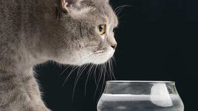 Image article Meilleure croquette pour chat problème urinaire