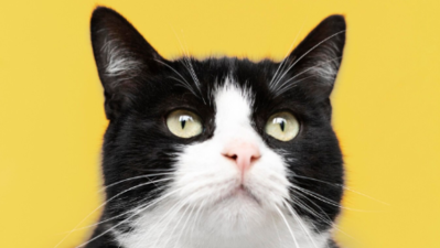 Image article Mon chat a la diarrhée, que faire ? 
