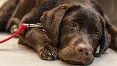 Image article Mon chien vomit jaune : pourquoi et que faire ?