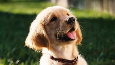Image article Alimentation du chiot : guide complet 