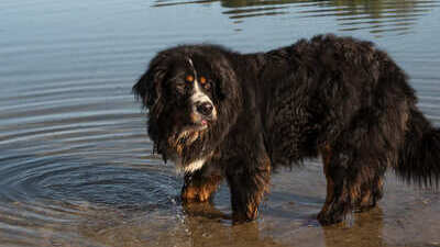 Image article Leptospirose chien : guide complet