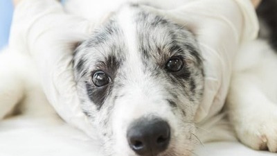 Image article Hernie discale chez le chien