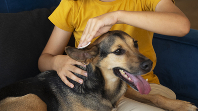 Image article Allergie alimentaire chez le chien