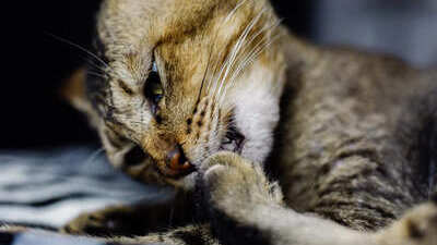 Image article Allergie alimentaire chez le chat