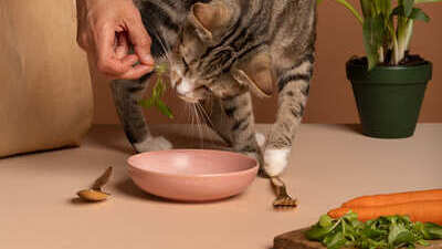 Image article Légumes chat : lesquels sont interdits, toxiques, sans danger ?
