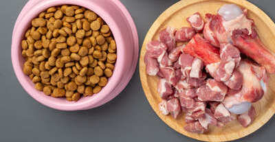 Image article De quoi sont composées les croquettes pour chiens ?