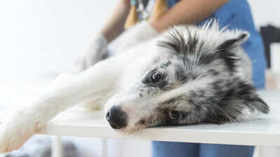Image article Parvovirose canine