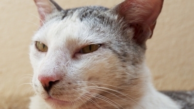 Image article Coryza ou grippe du chat