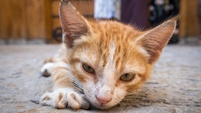 Image article Le coryza chez le chaton