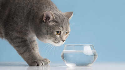 Image article Combien d’eau boit un chat par jour ? 