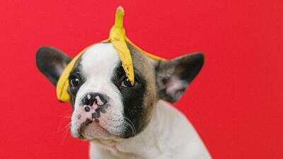 Image article Peut-on donner de la banane à un chien ?