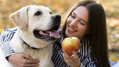Image article Peut-on donner de la pomme à un chien ?