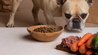 Image article La carotte est-il toxique pour le chien ?