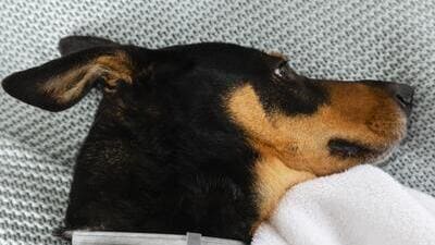 Image article L'otite chez le chien