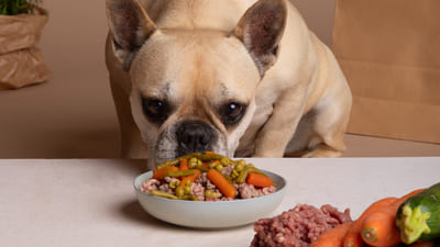 Image article Le chien : carnivore ou omnivore ?