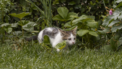 Image article La toxoplasmose chez le chat : tout comprendre sur ce parasite