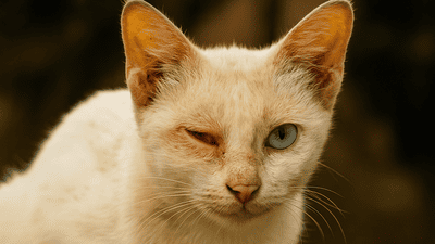 Image article Conjonctivite chez le chat : causes, traitement, durée, transmission 