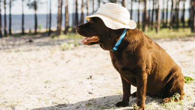 Image article Le coup de chaleur chez le chien : comment réagir ?