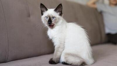 Image article Mon chat tremble : c’est grave ou pas ?