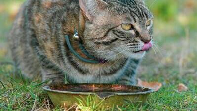 Image article La maladie rénale chronique chez le chat 