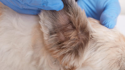 Image article Gale du chien : symptômes, traitements et prévention