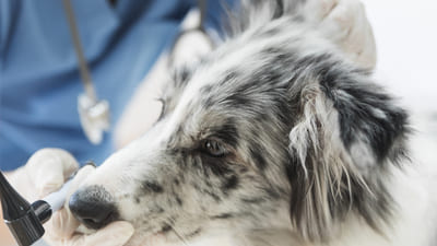 Image article Gale des oreilles chez le chien