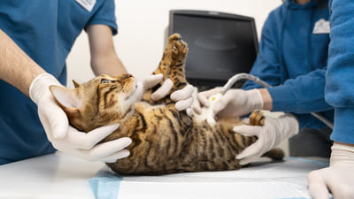 Image article Pancréatite féline : une maladie fréquente sous-diagnostiquée