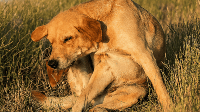 Image article Gale sarcoptique du chien