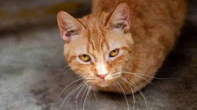 Image article La maladie inflammatoire chronique de l’intestin chez le chat (MICI)