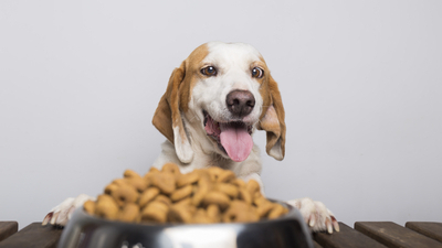 Image article Mon chien mange trop vite : pourquoi et que faire ?