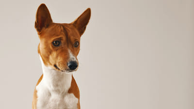 Image article Mon chien a mauvaise haleine : causes et solutions