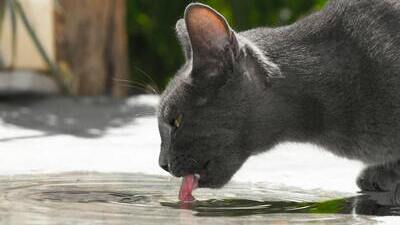 Image article L’hyperthyroïdie chez le chat : une maladie fréquente