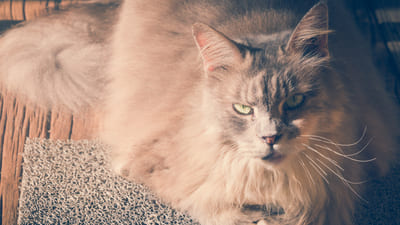 Image article Obésité et surpoids chez le chat : causes, risques et solutions