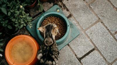 Image article Mon chat mange trop vite : que faire ?