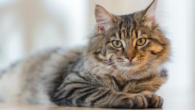 Image article Mon chat vomit des boules de poils : c'est grave ?