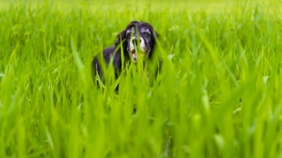 Image article Allergies chez le chien : types, symptômes et traitements
