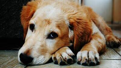 Image article Sang dans les selles de mon chien : quand s’inquiéter ?