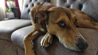 Image article La fièvre chez le chien
