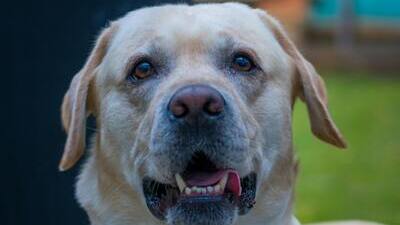Image article La pancréatite chez le chien
