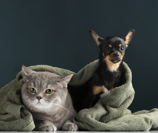 Image 1 Quels sont les types de garde d’animaux ?