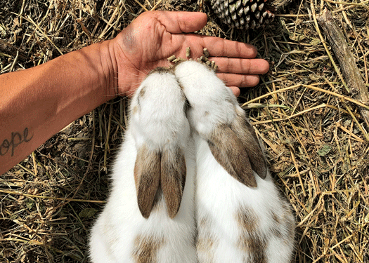 deux petits lapins