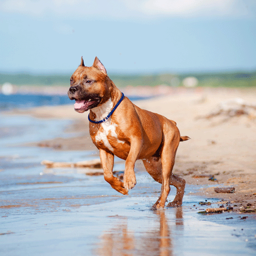chien s'amuse sur la plage