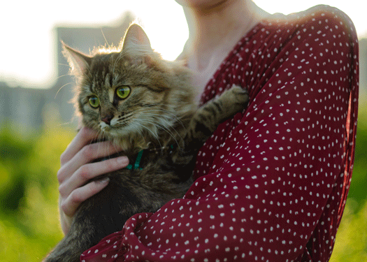 Image 1 Visites à domicile et promenades d’animaux : comment ça marche ? 