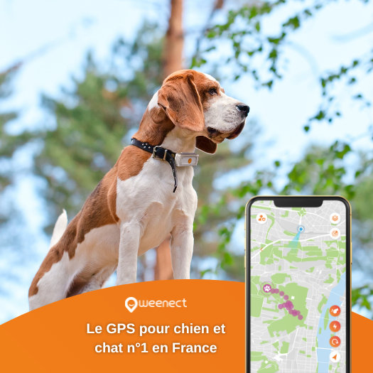 Image 1 TRACEURS GPS POUR CHIEN ET CHAT