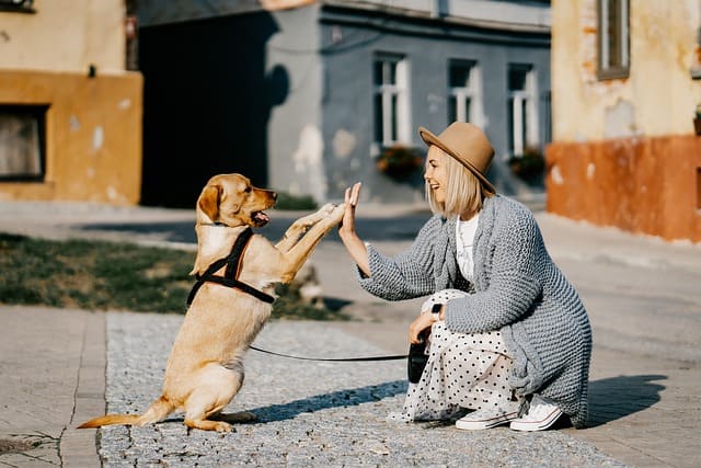 Image 1 Une pension pour chien autour de moi